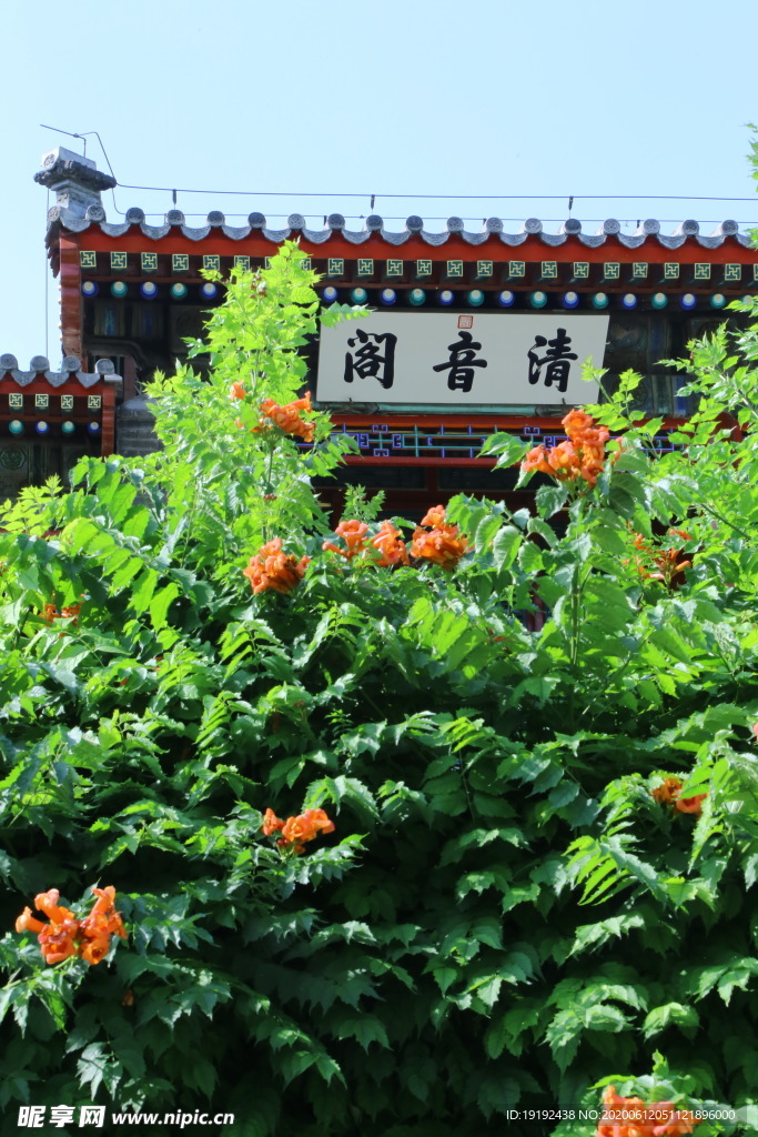 凌霄花