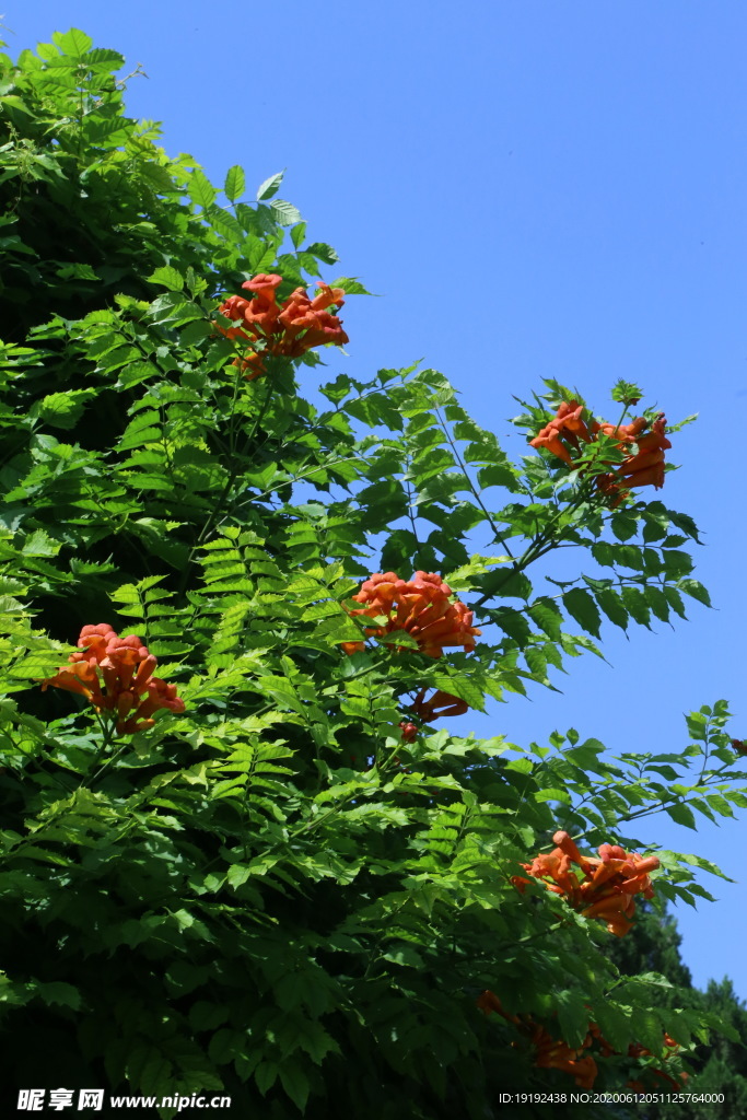 凌霄花