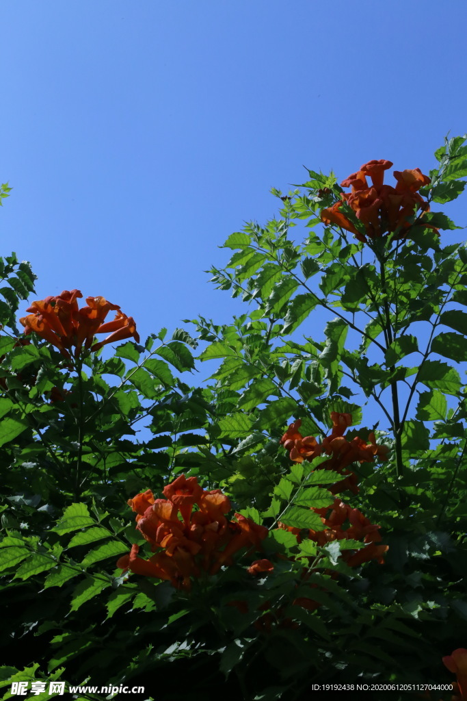 凌霄花