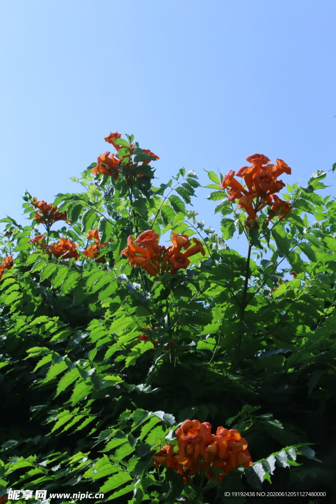 凌霄花
