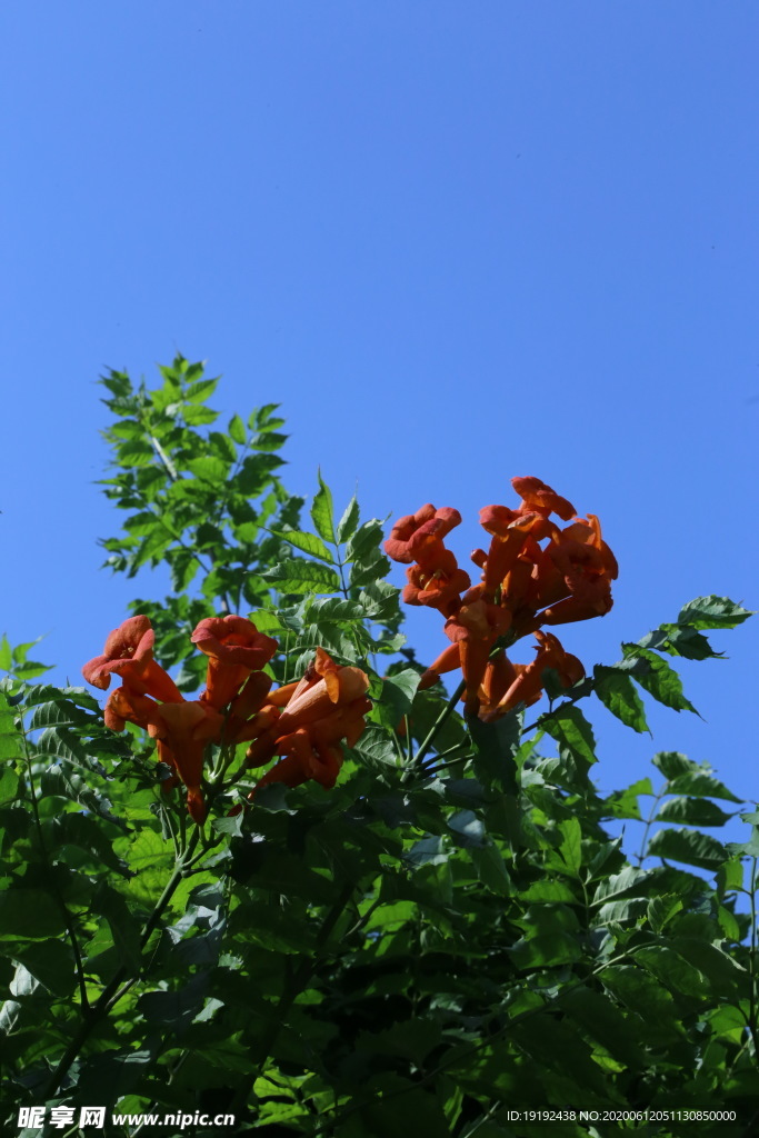 凌霄花