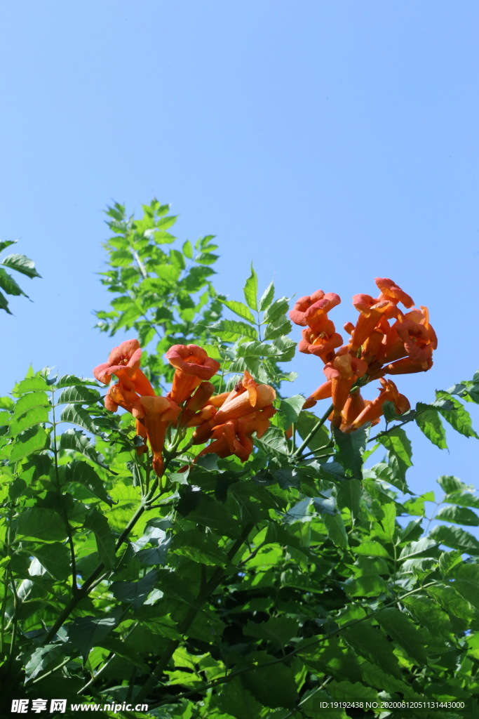 凌霄花