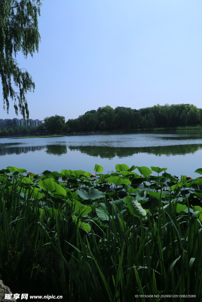 园林风景
