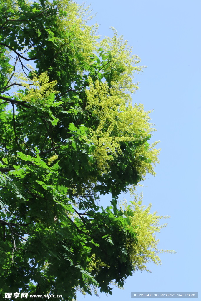 栾树花