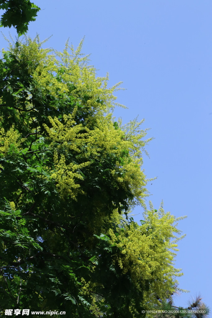 栾树花