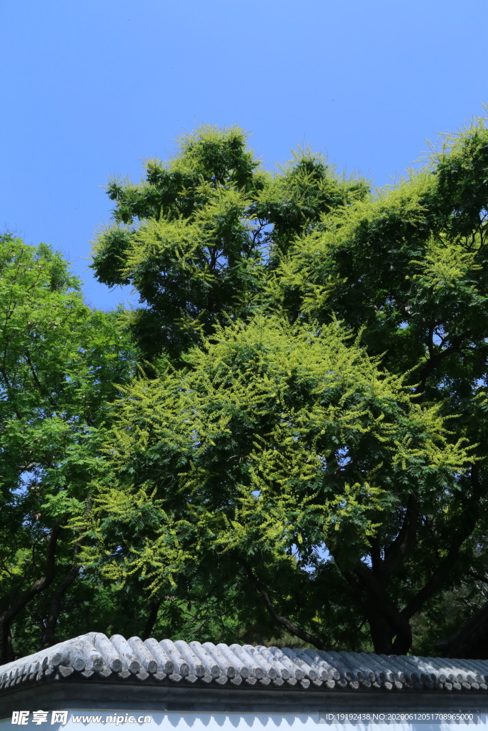 栾树花