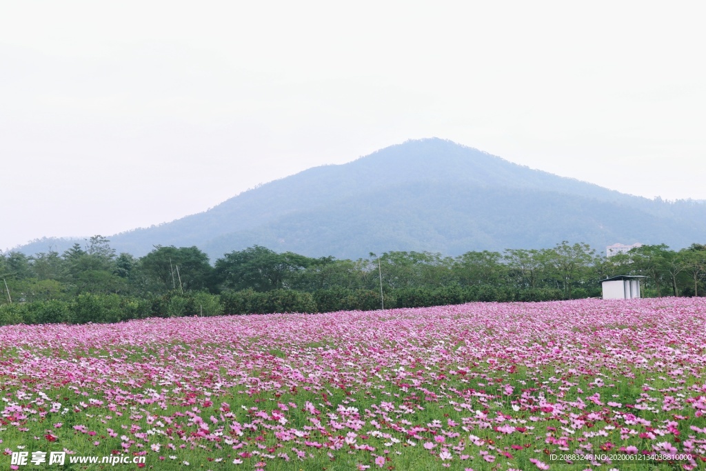 花丛 一遍花