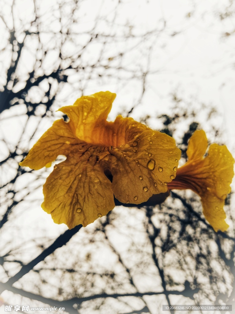 花 花心 背景 自然 春天 季