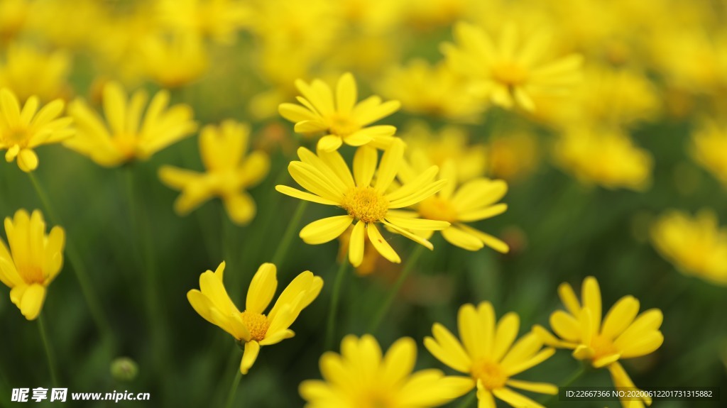 黄色野花小雏菊