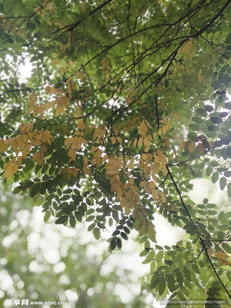 夏天的阳光透过树叶