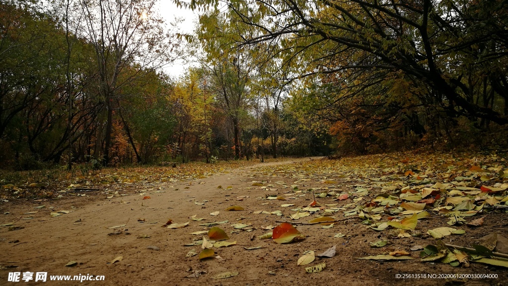 秋天的森林小路和落叶