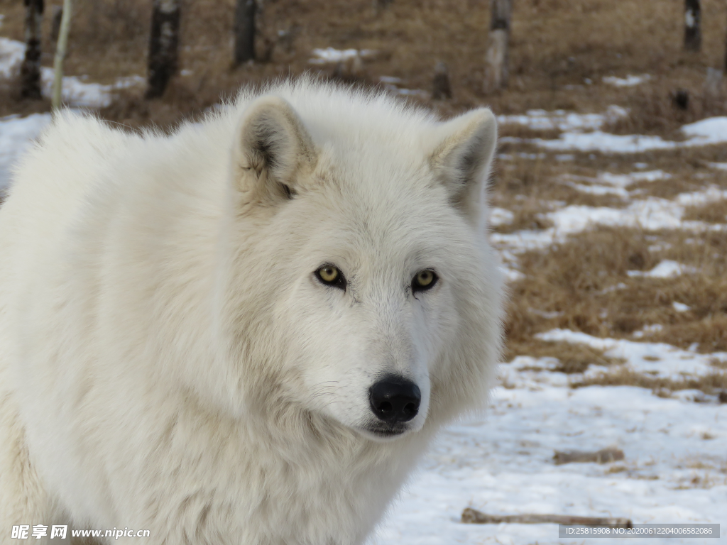 下载壁纸 狼, 狼队, 动物, 冬天 免费为您的桌面分辨率的壁纸 5760x3840 — 图片 №655009