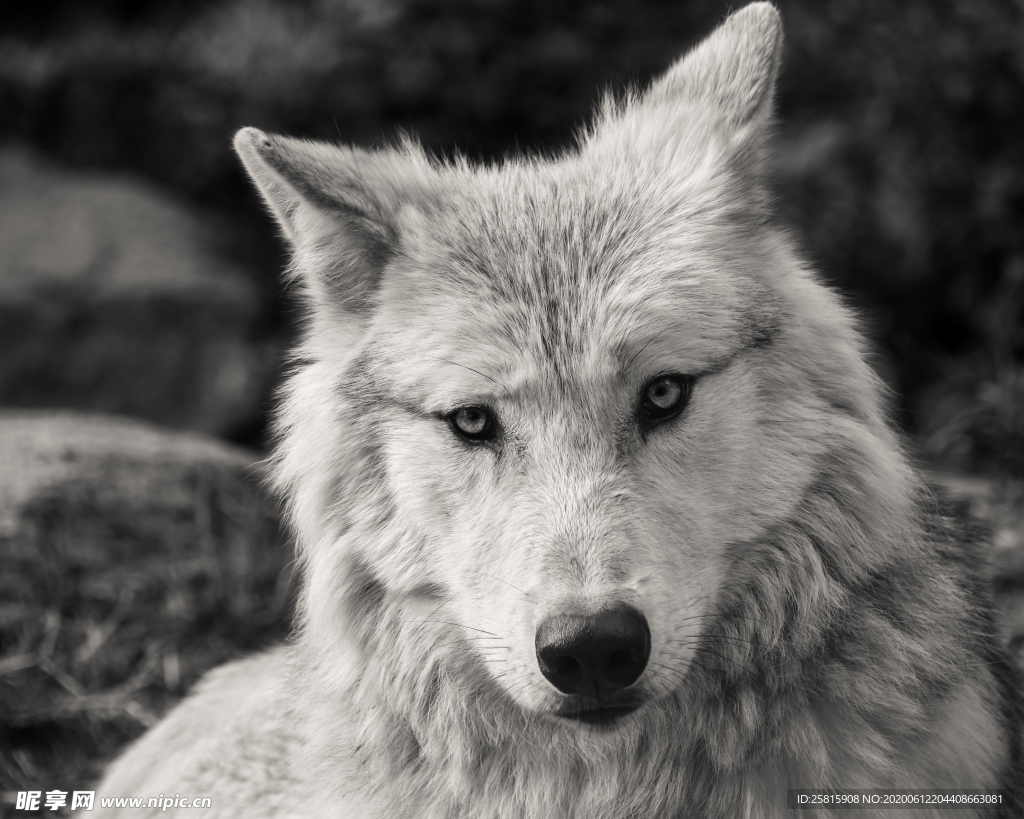 白狼白色野狼图片