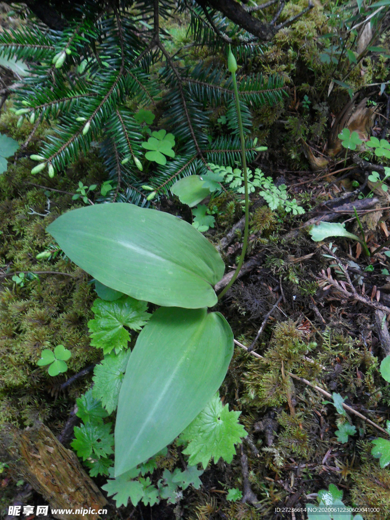 野菜