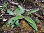 野菜