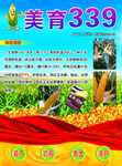 玉米种子