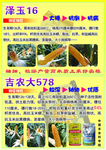 玉米种子
