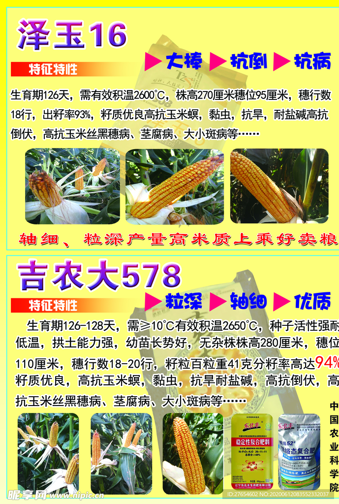 玉米种子