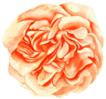 牡丹花素材