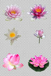 莲花