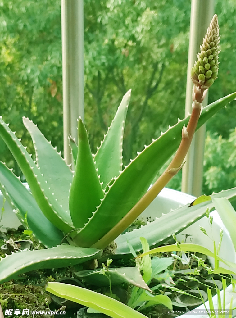 芦荟 绿色 春天 欣欣向荣