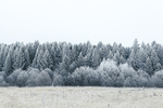 冬日雪景