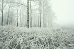 冬日雪景