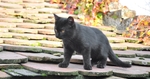 黑猫