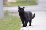 黑猫