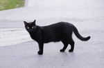 黑猫