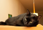 黑猫