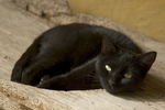 黑猫