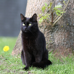 黑猫
