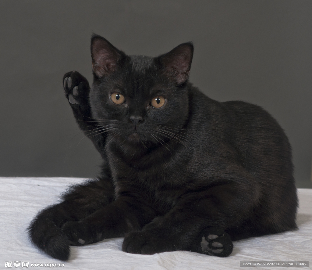 黑猫