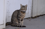 猫咪