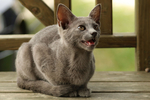 猫咪