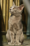 猫咪