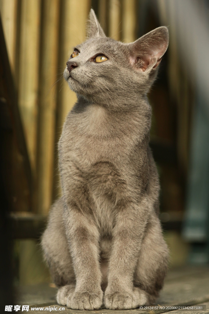 猫咪