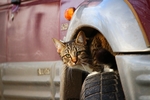 猫咪