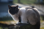 猫咪