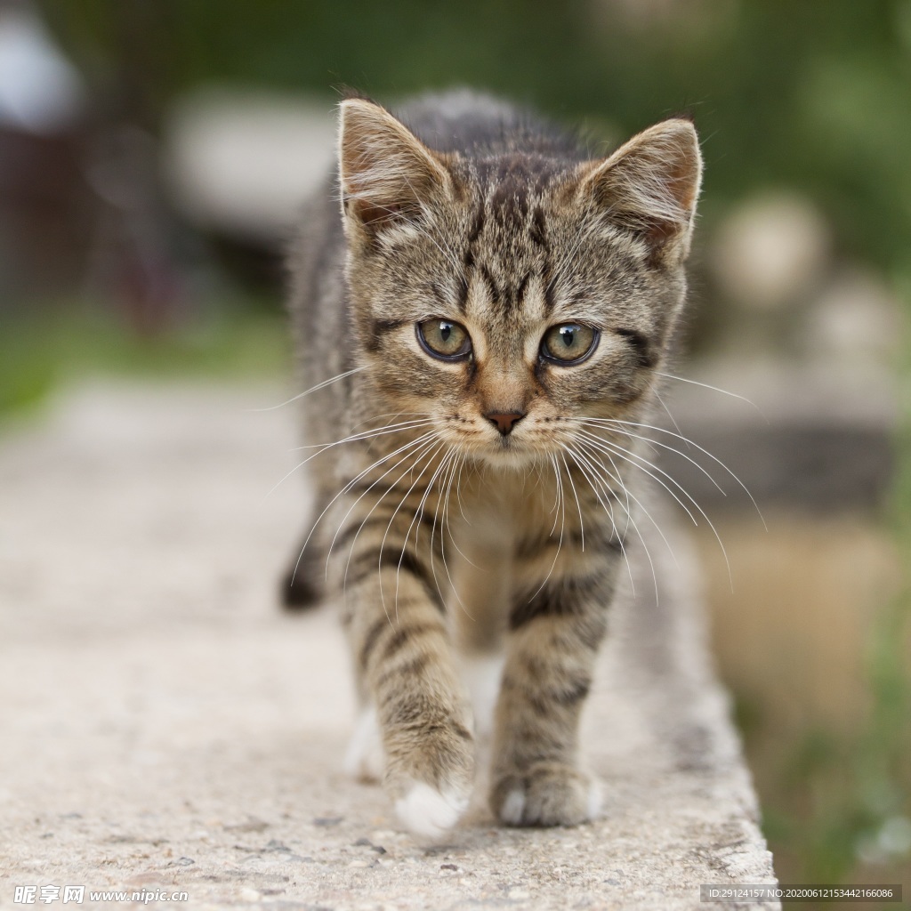猫咪
