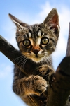 猫咪