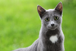 猫咪