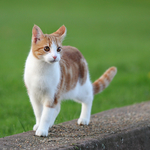 猫咪
