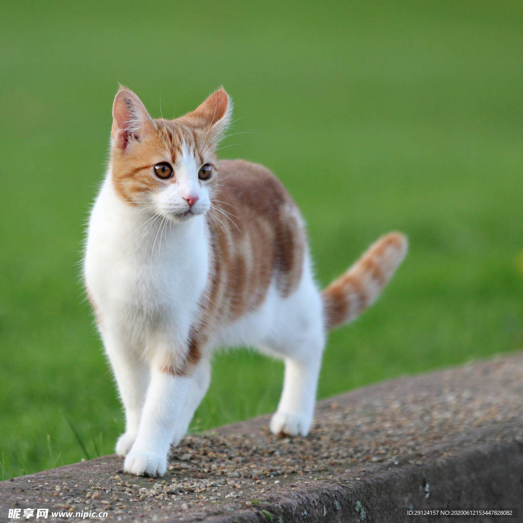 猫咪