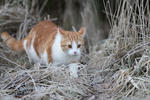 猫咪