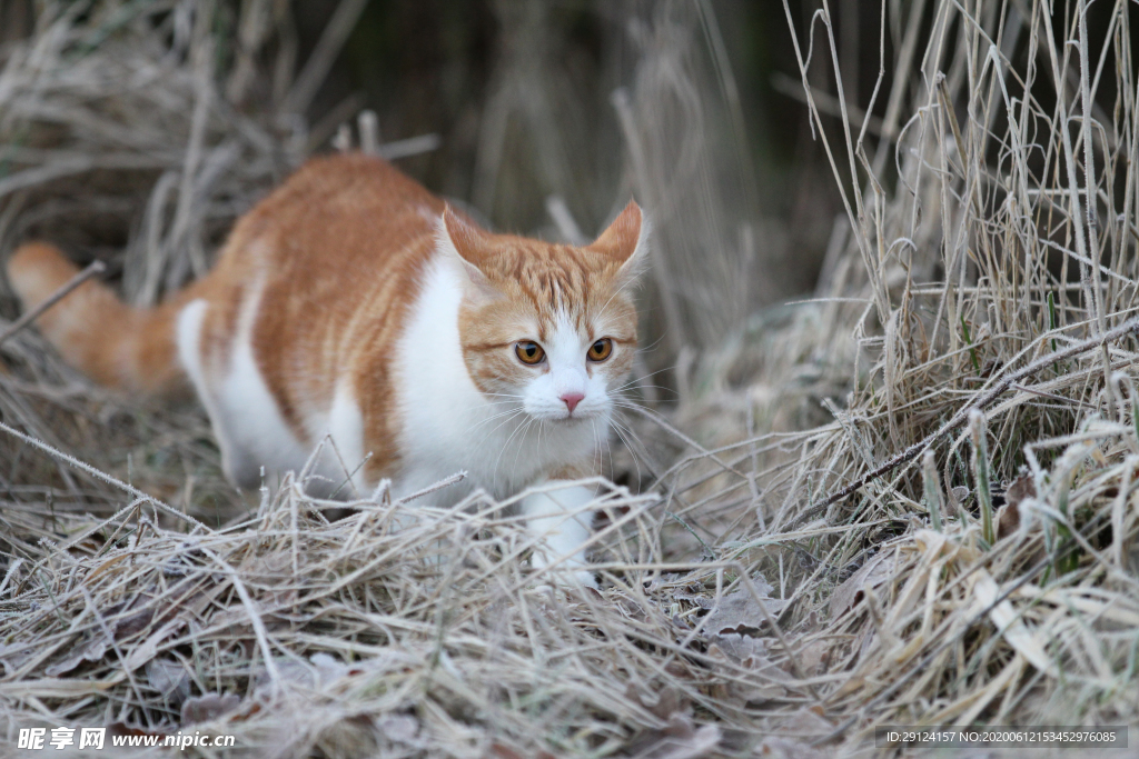 猫咪