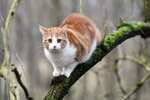 猫咪