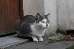 猫咪