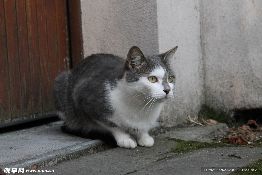 猫咪